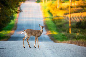 hitting deer or another animal with your car